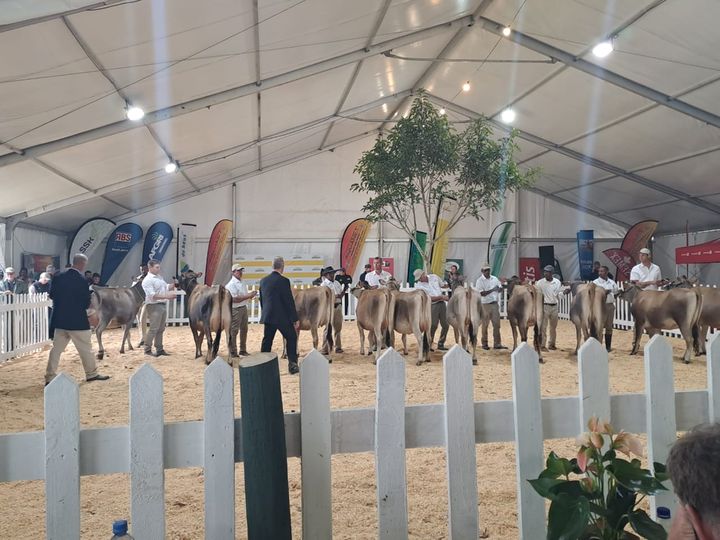 Jerseys being judged