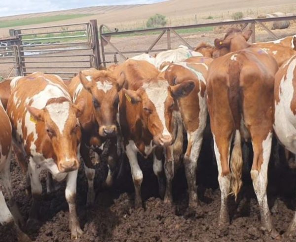 Guernsey heifers being selected