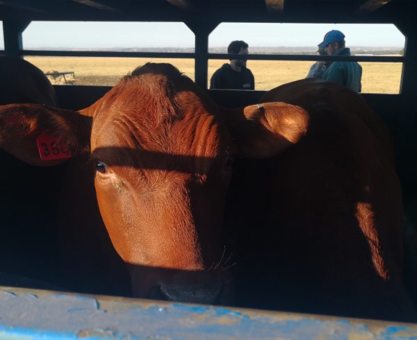 Bonsmara on the way to Malawi