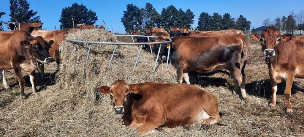 Jersey cattle in quarantine