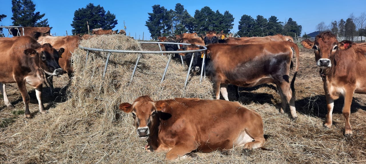 Jersey cattle in quarantine