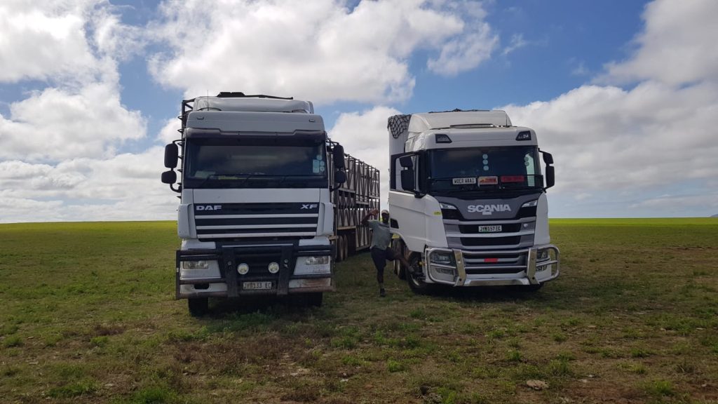 Two trucks used to load heifers for export to ZImbabwe