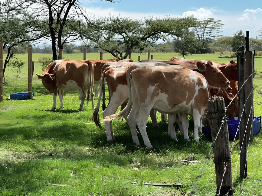 Guernseys in Kenya