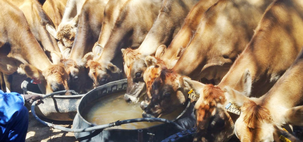 Jerseys offloaded in Zimbabwe drinking water