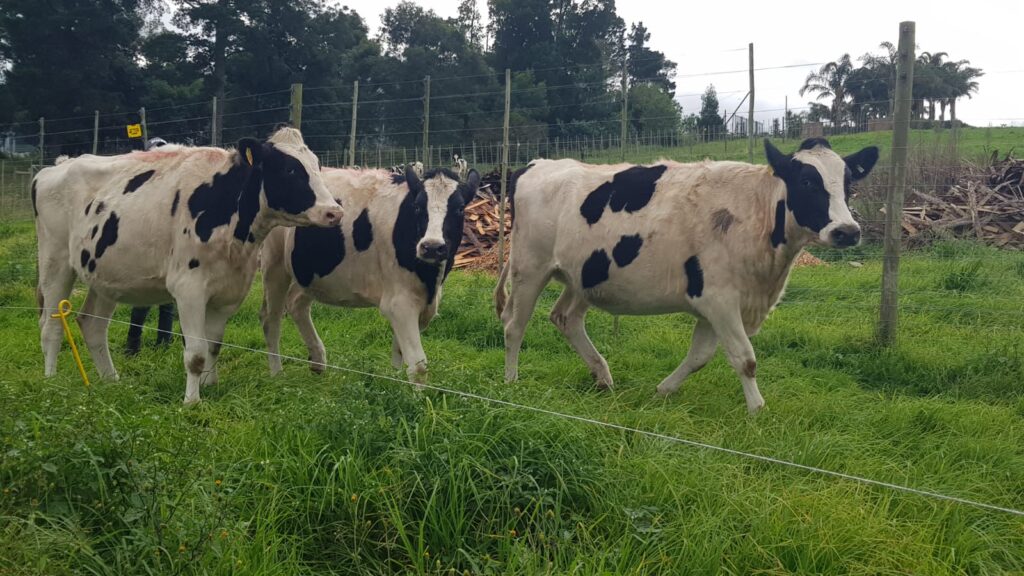 Holstein Heifers exported to Zambia