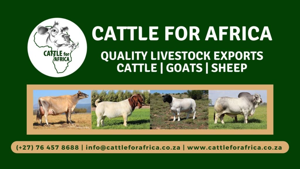 Contact details for Cattle For Africa, a leading livestock exporter, specializing in providing high-quality cattle and superior genetics from South Africa to improve herd productivity worldwide