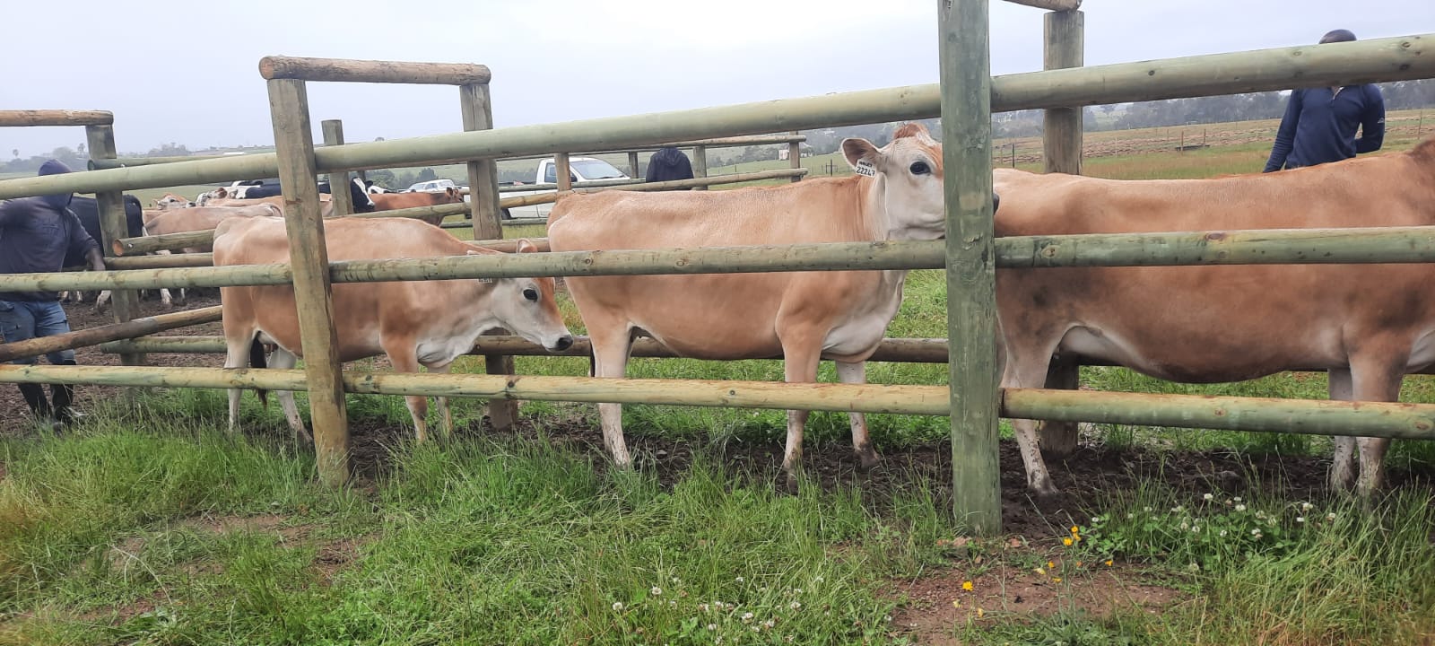 Jersey Heifers