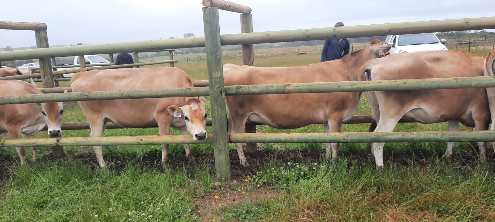Jersey Heifers