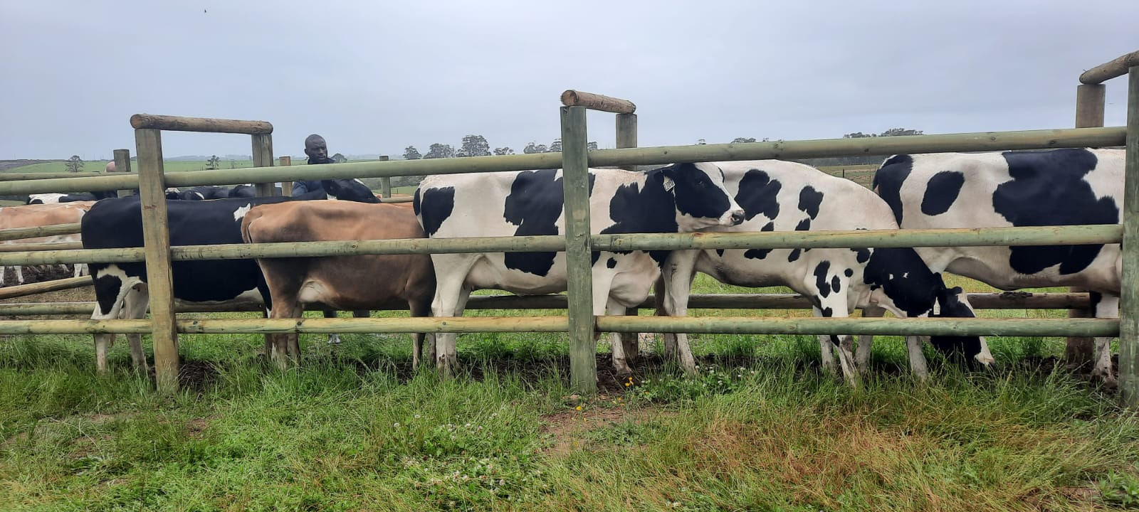 Holstein & Jerseys