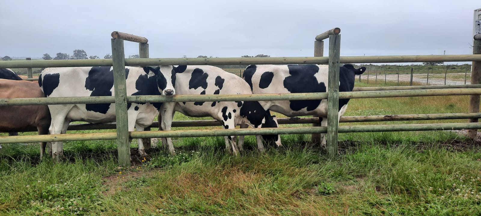 Holstein Heifers